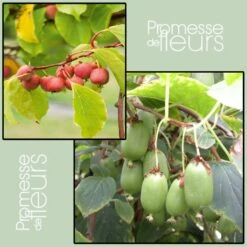 Duo Kiwi De Sibérie 'Ken's Red' (femelle) + 'Issai' (pollinisateur)