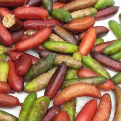 Citron Caviar - Microcitrus Australasica