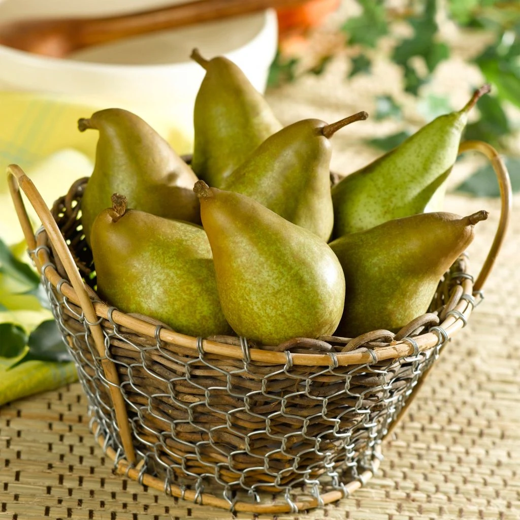 Poirier Delbard Gourmande - Georges Delbard 1 Poirier Delbard Gourmande - Georges Delbard