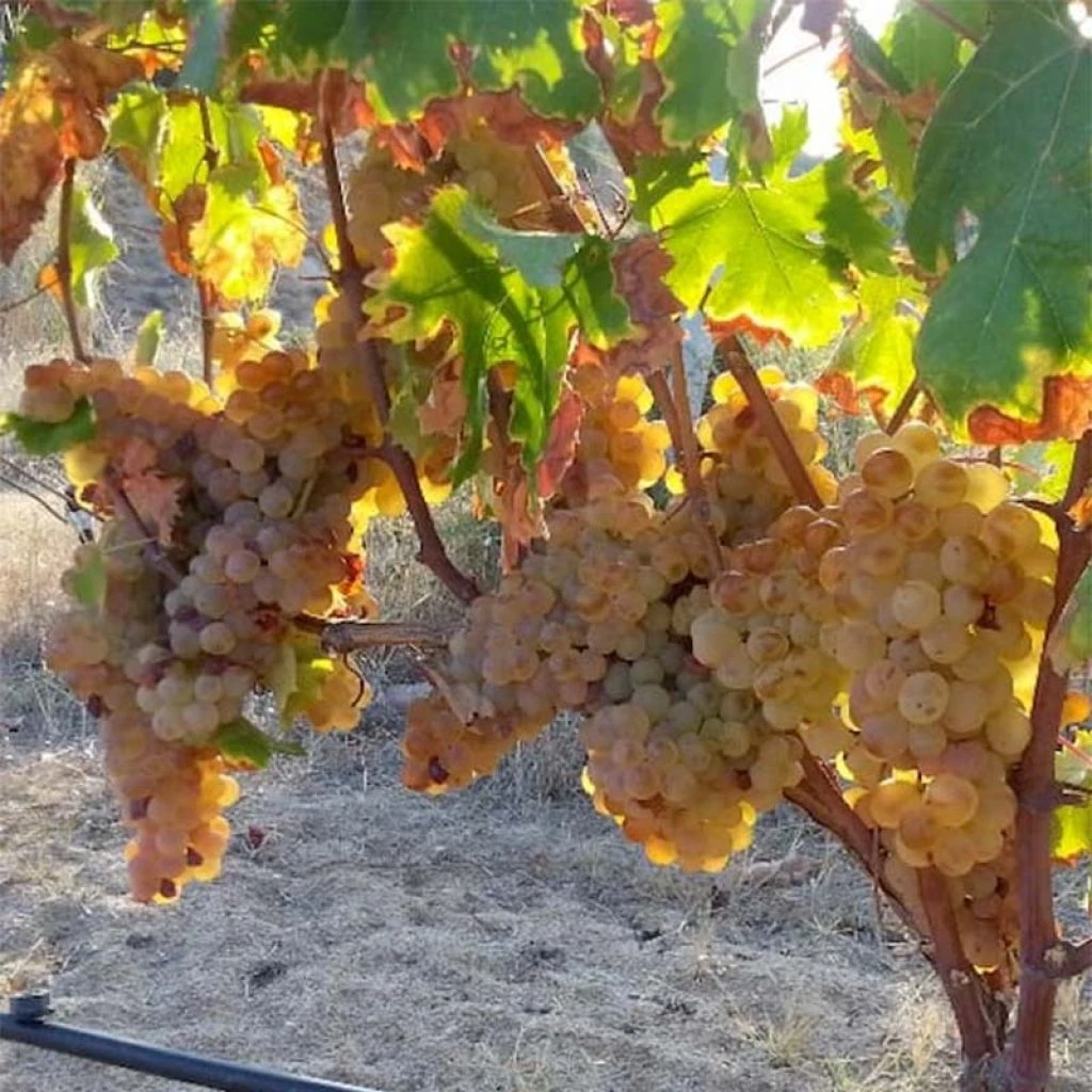 Vigne Sans Pépin Aperina Rossa 1 Vigne Sans Pépin Aperina Rossa