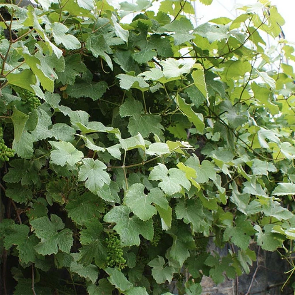 Vigne D'ornement - Vitis Vinifera Incana 1 Vigne D'ornement - Vitis Vinifera Incana