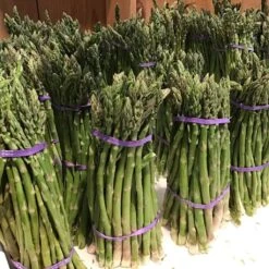 Asperge Verte Rambo - Asparagus Officinalis