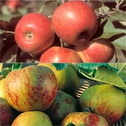 Duo Pollinisateur De Pommes Pour Vos Pâtisseries