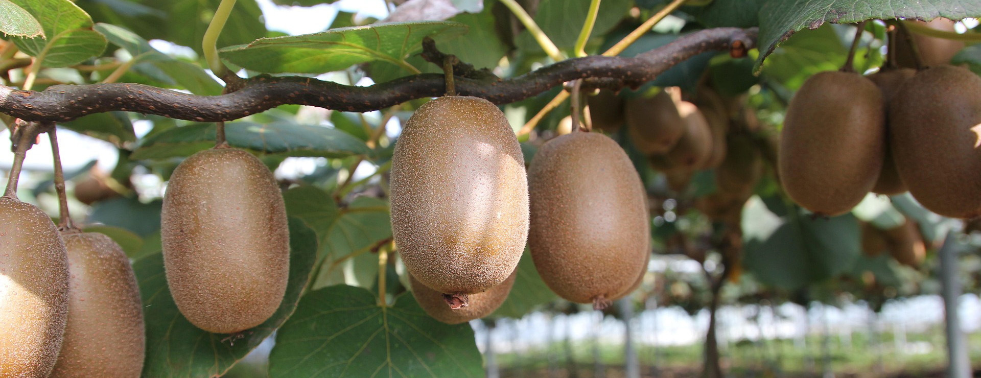 Boutique D'arbres Fruitiers 1 Boutique D'arbres Fruitiers -Boutique D'arbres Fruitiers kiwi 1565847 1920