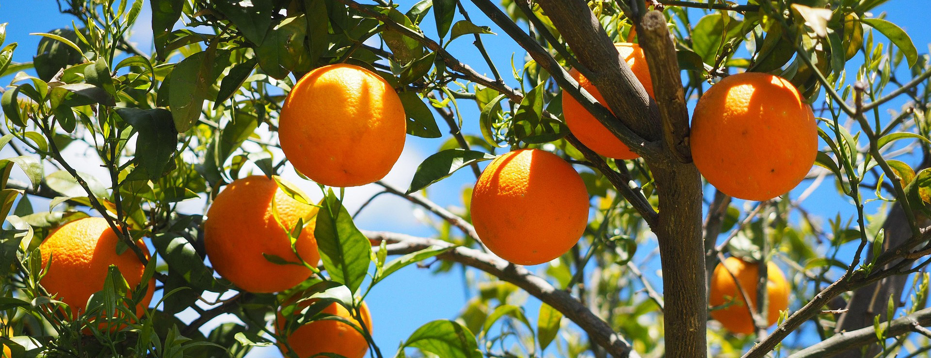 Boutique D'arbres Fruitiers 3 Boutique D'arbres Fruitiers -Boutique D'arbres Fruitiers oranges 1117628 1920